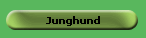 Junghund